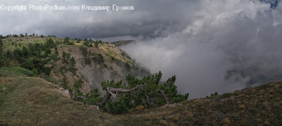 Bush, Plant, Vegetation, Forest, Jungle, Rainforest, Conifer
