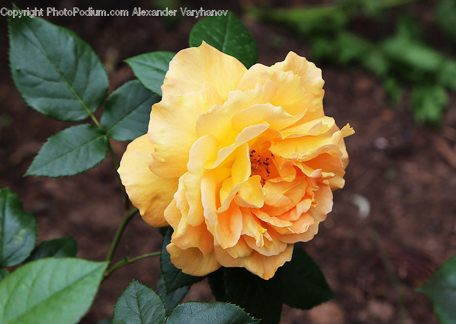 Blossom, Flower, Plant, Rose, Flora, Hibiscus, Poppy
