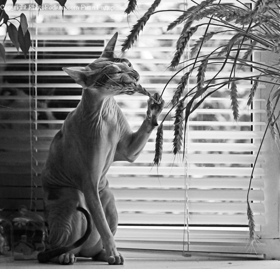 People, Person, Human, Curtain, Window, Window Shade, Animal