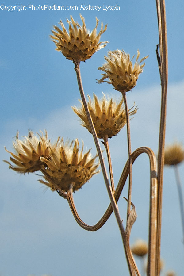 Flora, Flower, Plant, Thistle, Weed, Artichoke, Blossom