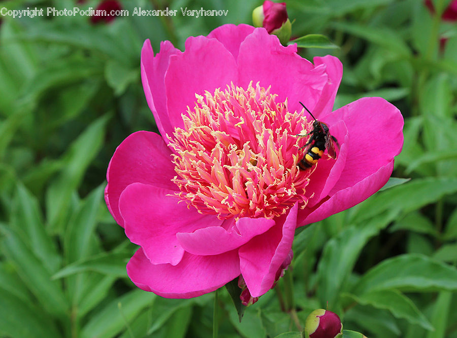 Blossom, Flower, Peony, Plant, Flora, Carnation, Dahlia