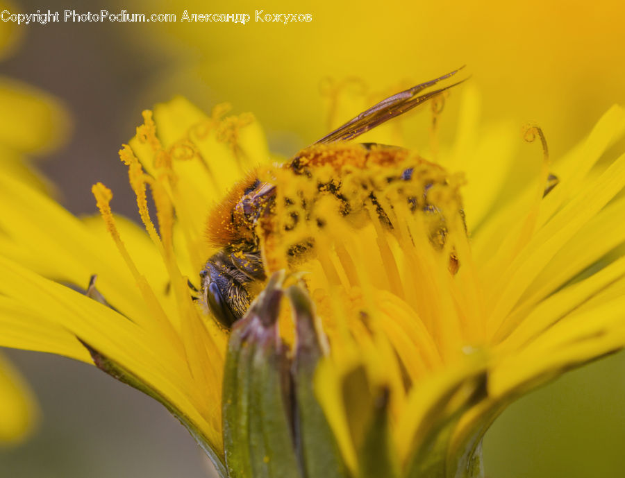 Bee, Insect, Invertebrate, Andrena, Apidae, Bumblebee, Honey Bee