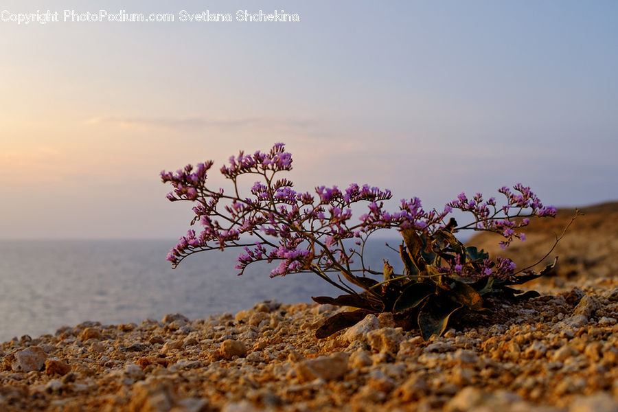 Blossom, Flora, Flower, Plant, Vegetation, Flower Arrangement, Ikebana