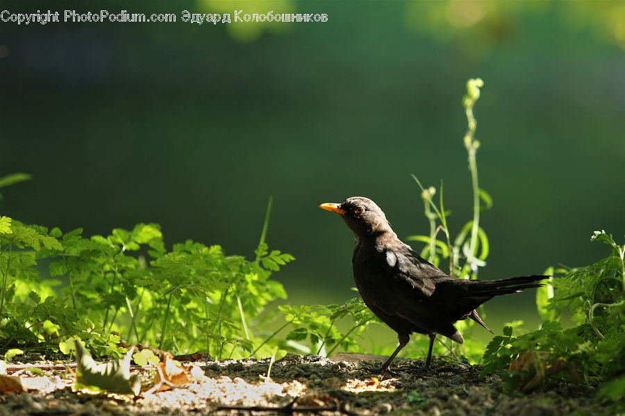 Bird, Blackbird, Herbs, Mint, Plant, Fern, Parsley