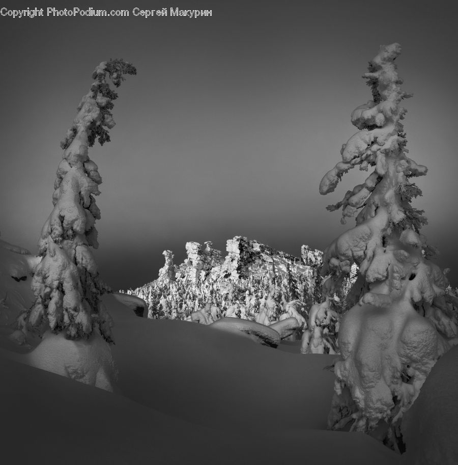 Ice, Outdoors, Snow, Conifer, Fir, Plant, Tree