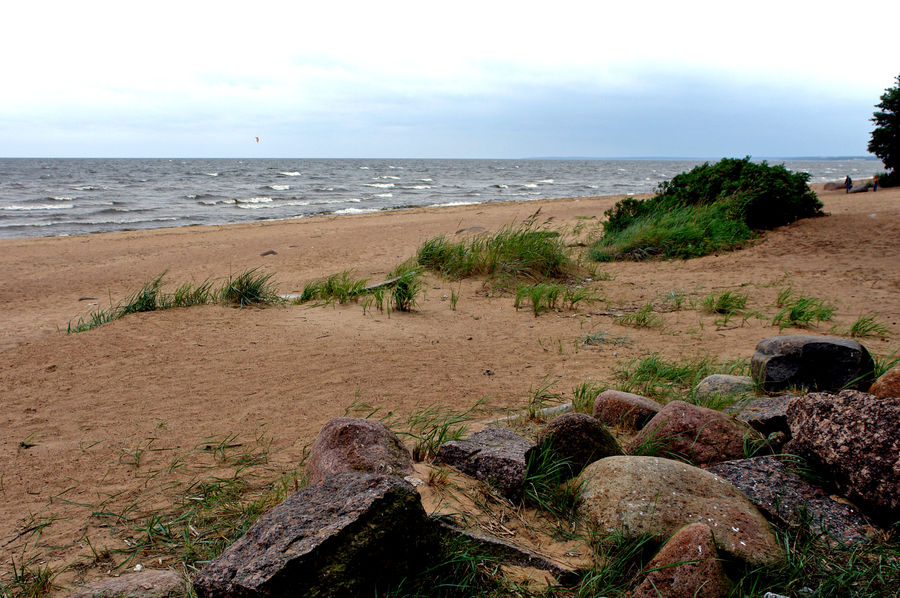 Agaric, Amanita, Fungus, Mushroom, Plant, Beach, Coast