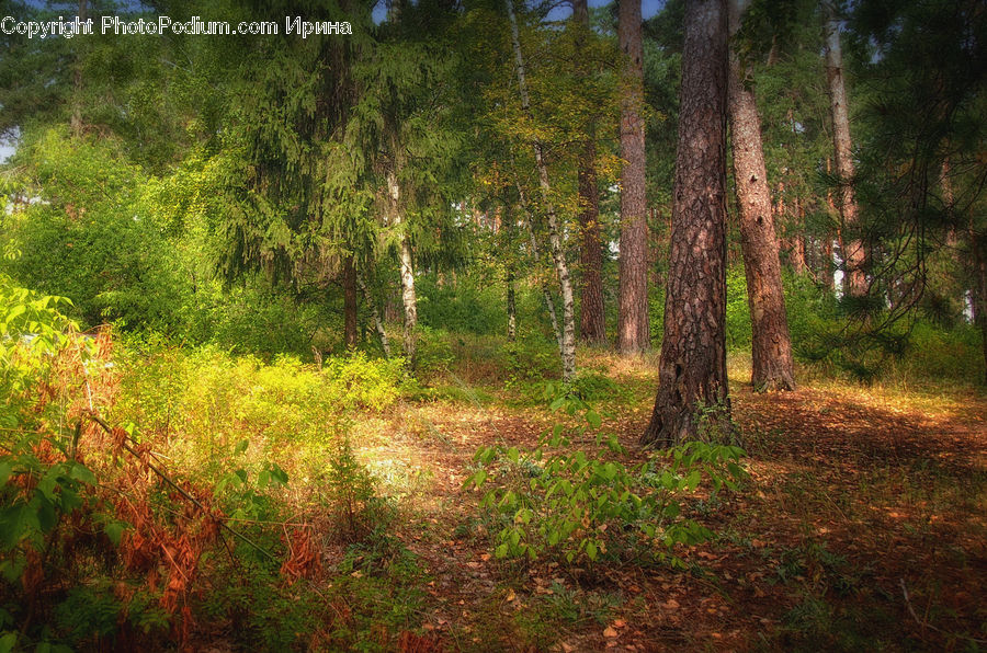 Forest, Vegetation, Dirt Road, Gravel, Road, Jungle, Rainforest