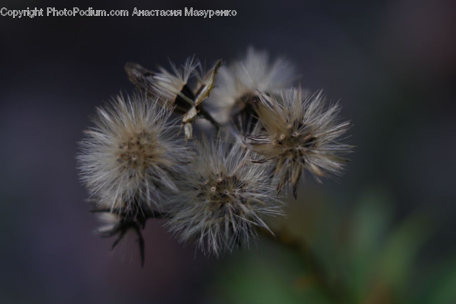 Dandelion, Flower, Plant, Blossom, Flora
