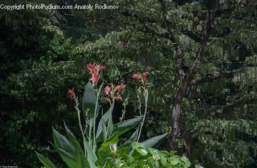 Blossom, Flora, Flower, Plant, Forest, Jungle, Rainforest