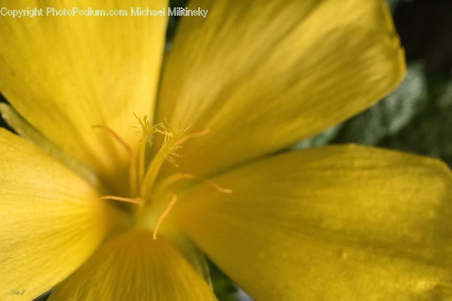 Fiber, Flax, Flora, Flower, Plant, Blossom, Geranium