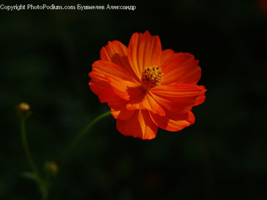 Cosmos