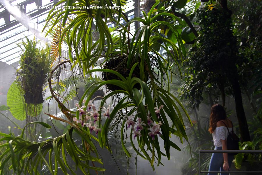 People, Person, Human, Plant, Potted Plant, Fern, Arecaceae