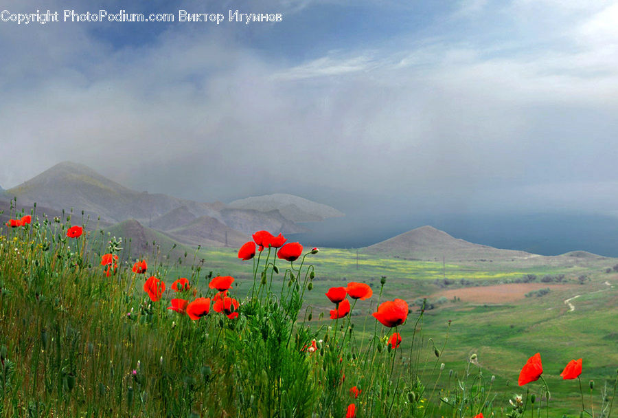 Blossom, Flora, Flower, Plant, Poppy, Field, Grass