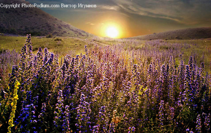 Flower, Lupin, Plant, Field, Night, Outdoors, Blossom