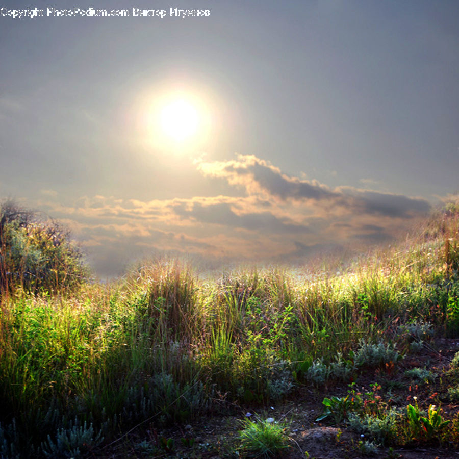 Field, Grass, Grassland, Plant, Bush, Vegetation, Land