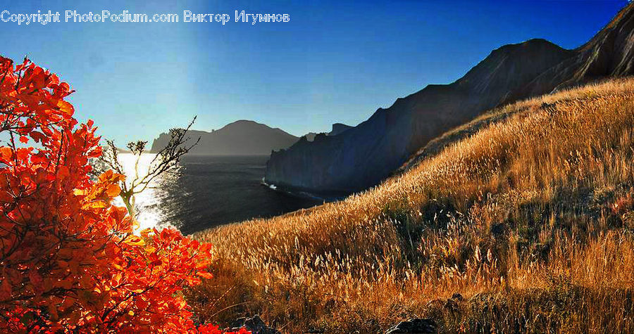 Bush, Plant, Vegetation, Tree, Coast, Outdoors, Sea