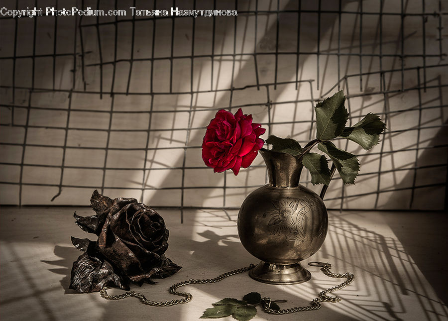 Blossom, Flower, Plant, Rose, Potted Plant, Leaf, Jar
