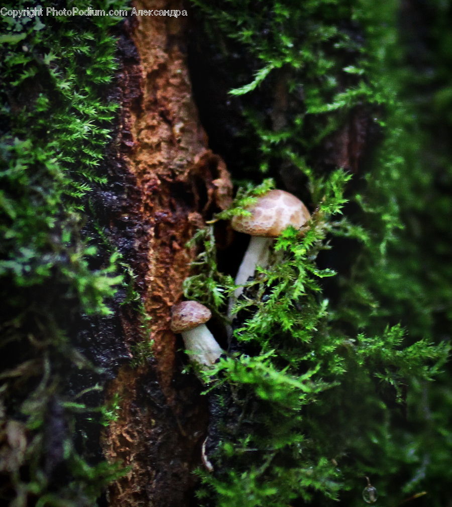 Conifer, Fir, Plant, Tree, Fern, Agaric, Amanita
