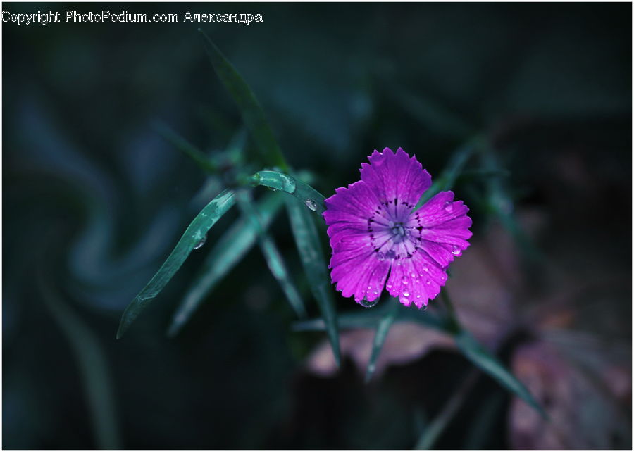 Blossom, Flora, Flower, Geranium, Plant, Asteraceae, Carnation