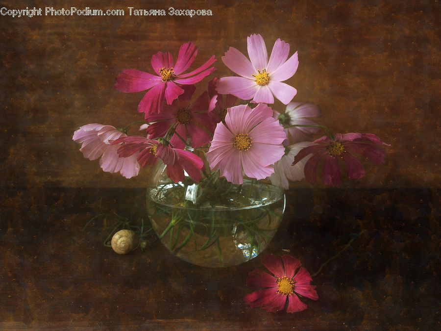 Cosmos, Blossom, Flora, Flower, Geranium, Plant, Floral Design