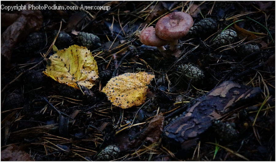 Bird Nest, Nest, Acorn, Plant, Seed, Blossom, Flora