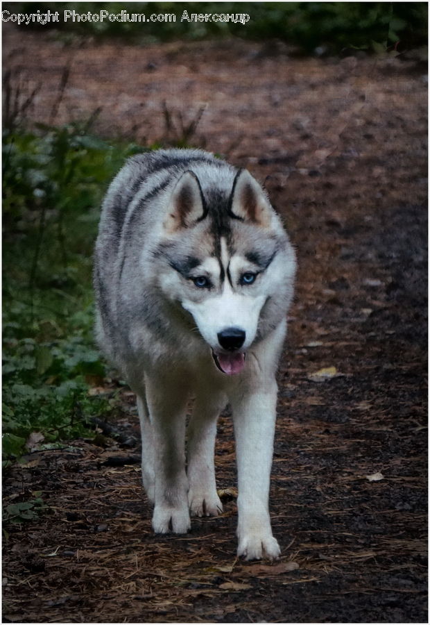 Animal, Canine, Dog, Husky, Mammal, Pet, Soil