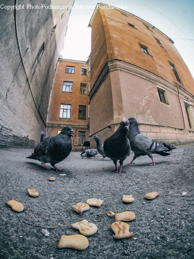 Bird, Pigeon, Bread, Food, Pita, Dove