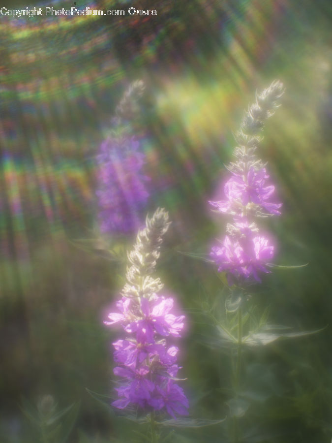 Blossom, Flora, Flower, Plant, Conifer, Fir, Tree