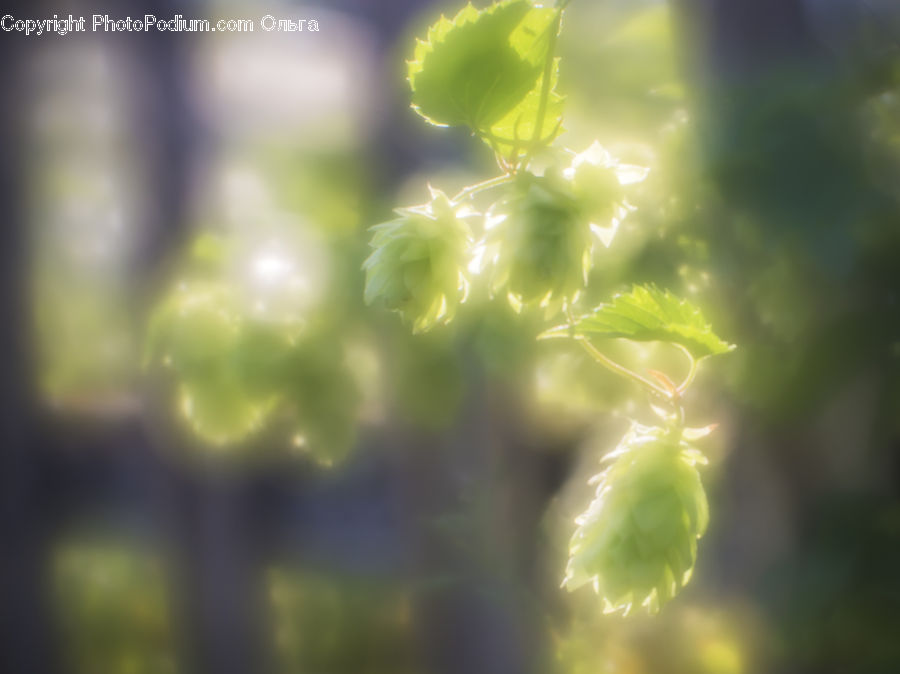 Flare, Light, Sunlight, Blossom, Flora, Flower, Geranium