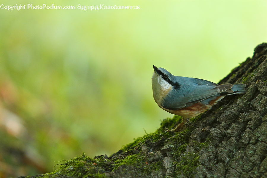 Bird, Blue Jay, Bluebird, Jay
