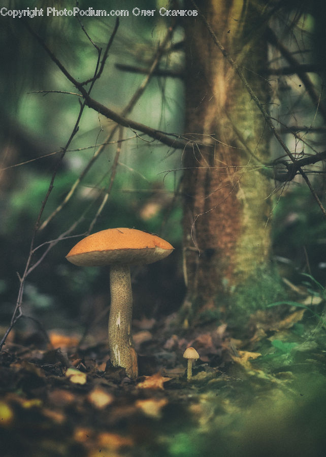 Agaric, Amanita, Fungus, Mushroom, Plant, Field, Grass