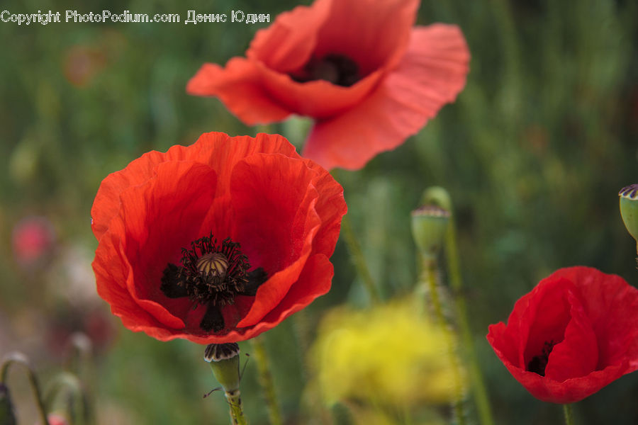 Blossom, Flora, Flower, Plant, Poppy, Tulip, Carnation