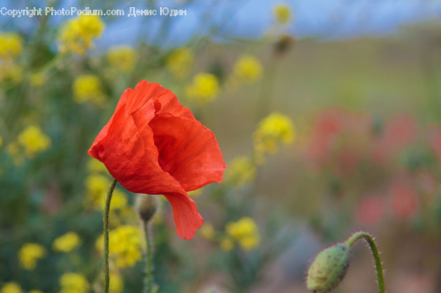 Blossom, Flora, Flower, Plant, Poppy, Gladiolus, Geranium