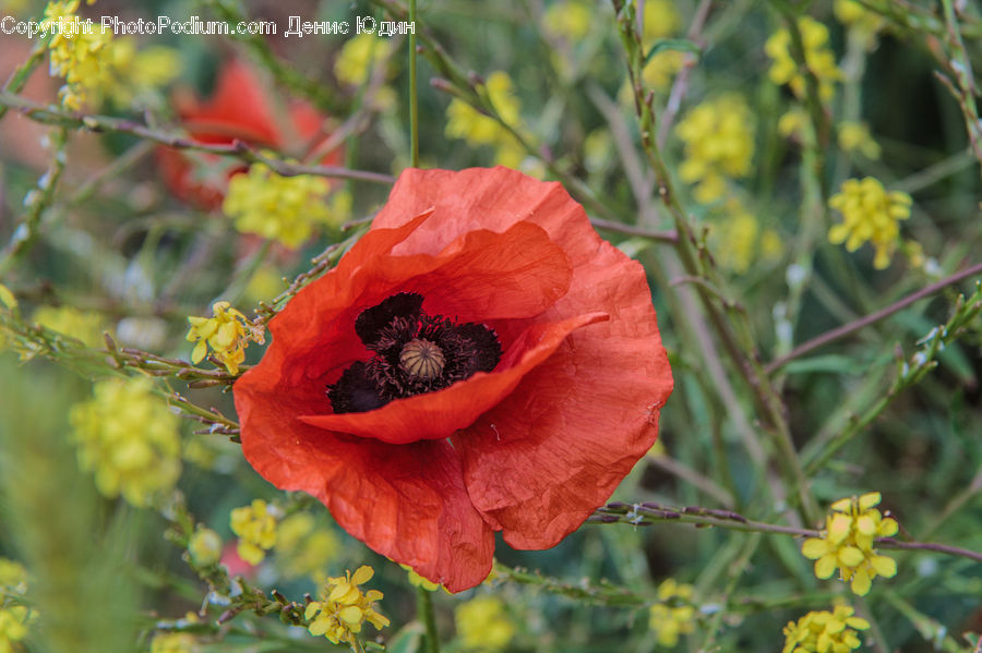 Blossom, Flora, Flower, Plant, Poppy, Geranium