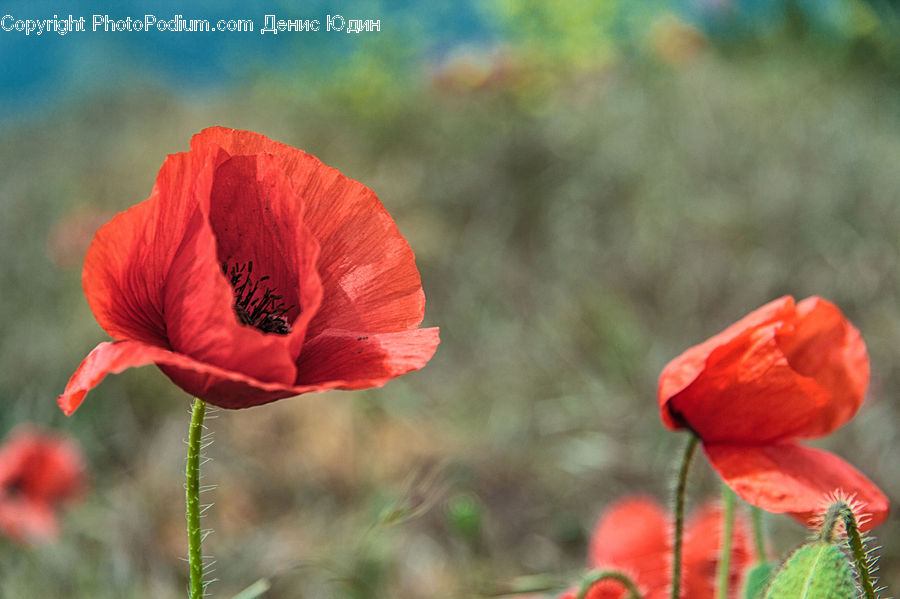 Blossom, Flora, Flower, Plant, Poppy, People, Person