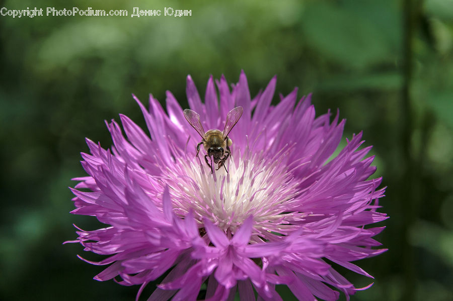 Blossom, Flora, Flower, Plant, Thistle, Weed, Asteraceae