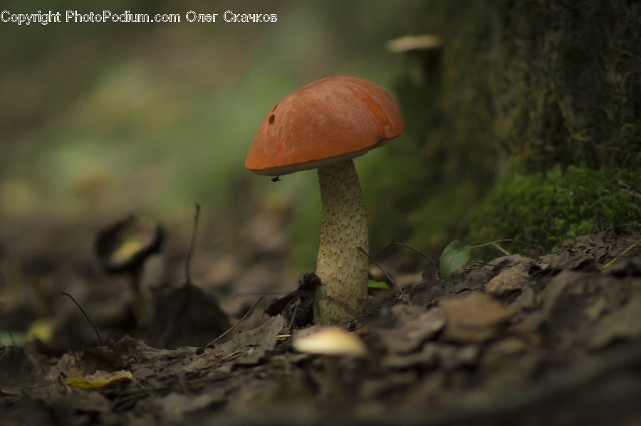 Agaric, Amanita, Fungus, Mushroom, Plant, Soil, Ant