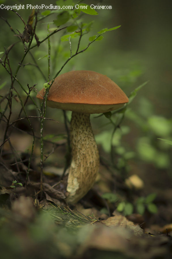 Agaric, Amanita, Fungus, Mushroom, Plant, Blossom, Flora