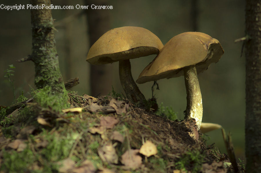 Agaric, Amanita, Fungus, Mushroom, Plant, Insect, Invertebrate