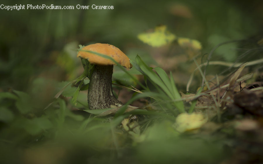 Agaric, Amanita, Fungus, Mushroom, Plant, Moss, Vegetation