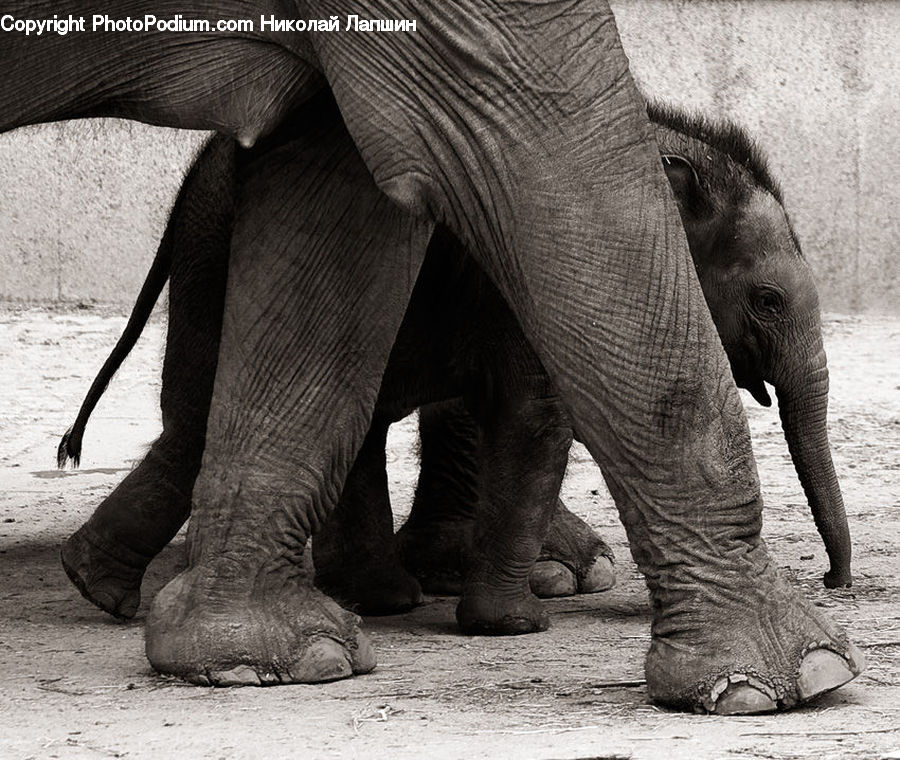 Animal, Elephant, Mammal
