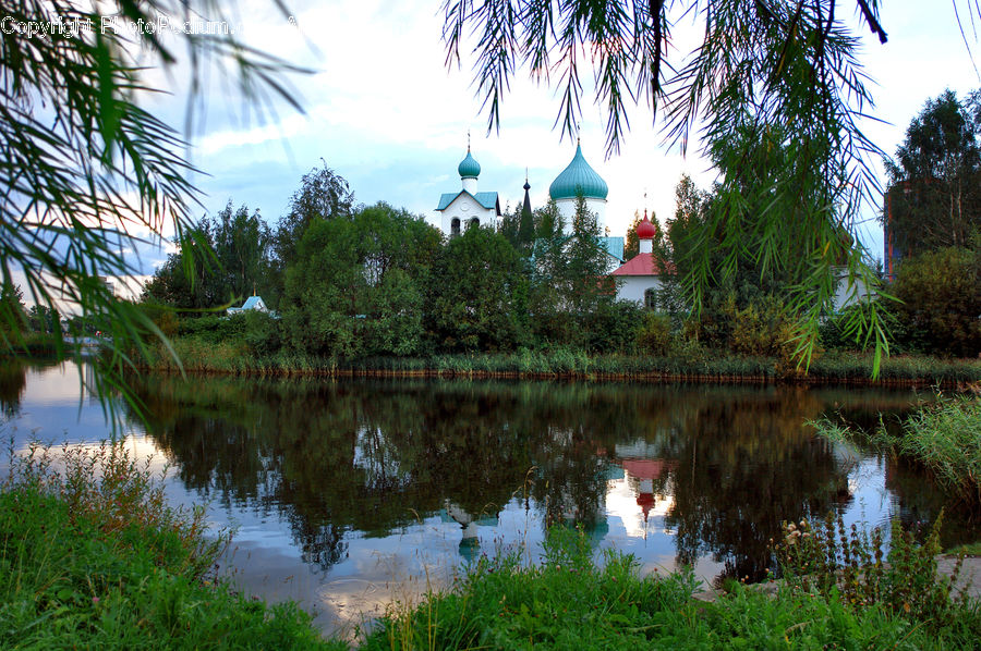 Outdoors, Pond, Water, Conifer, Fir, Plant, Tree