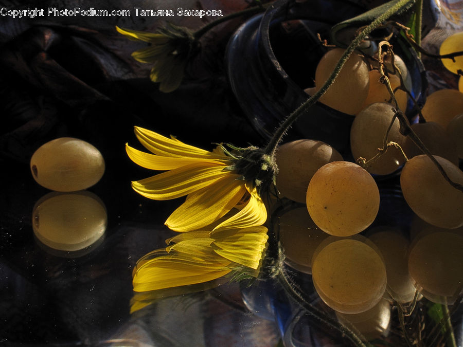 Plant, Potted Plant, Fruit, Grapes, Light Fixture, Daisies, Daisy