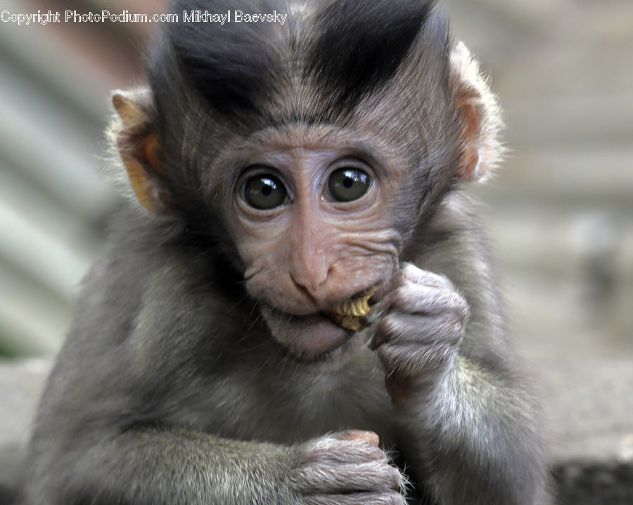 Animal, Mammal, Monkey