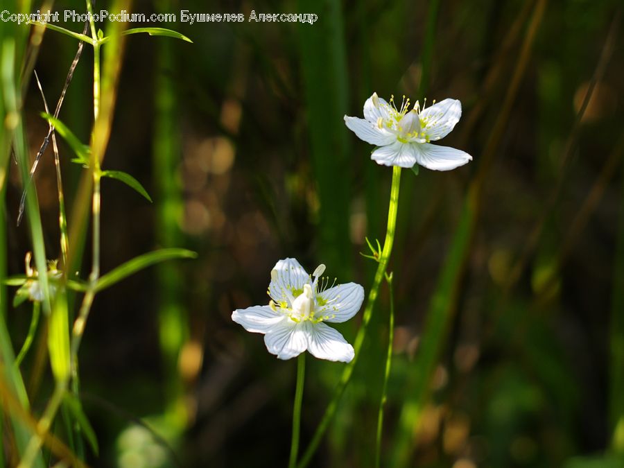 Fiber, Flax, Flora, Flower, Plant, Blossom, Anemone