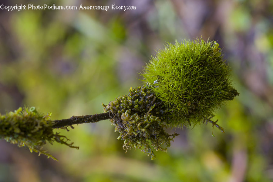 Dill, Plant, Conifer, Fir, Tree, Flora, Pollen