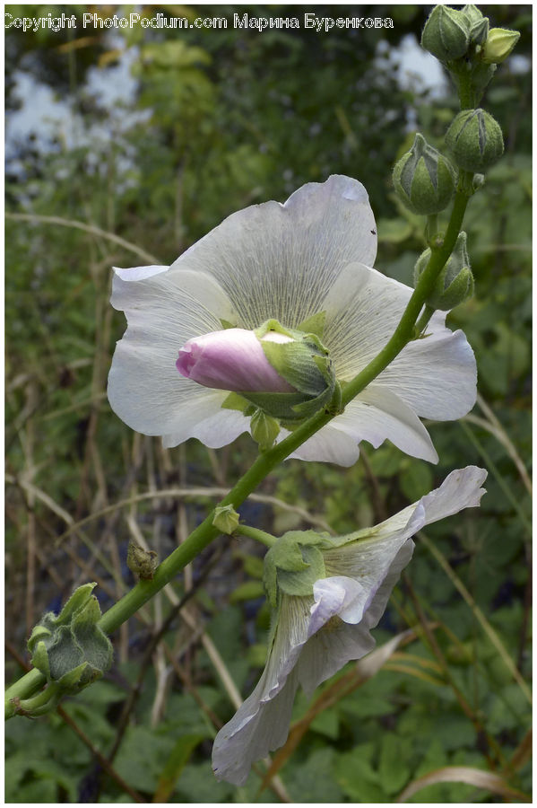 Blossom, Crocus, Flora, Flower, Plant, Geranium, Petal