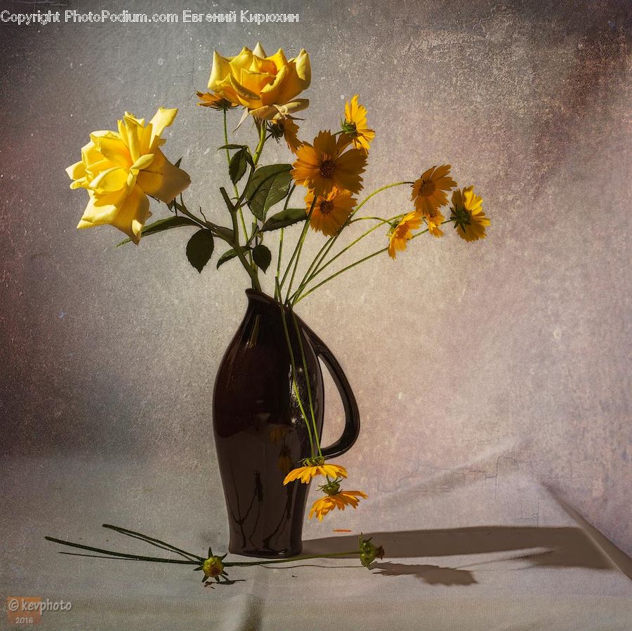 Plant, Potted Plant, Blossom, Daffodil, Flora, Flower, Flower Arrangement