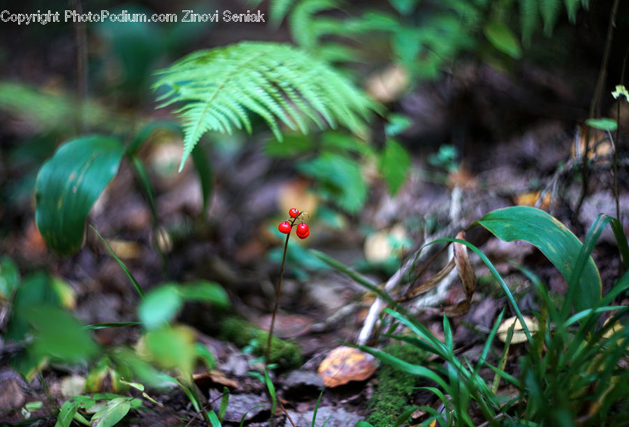 Agaric, Amanita, Fungus, Mushroom, Plant, Blossom, Flora