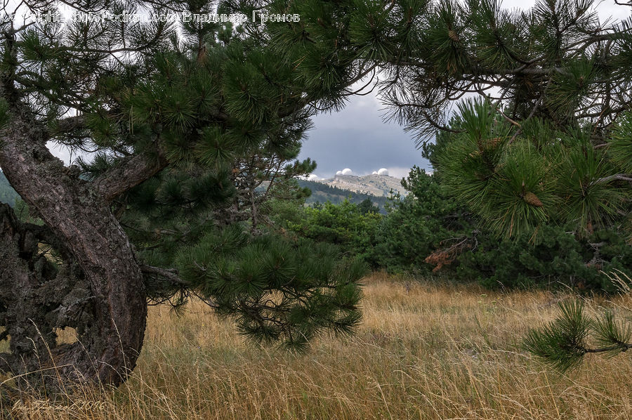 Conifer, Fir, Plant, Tree, Potted Plant, Pine, Spruce
